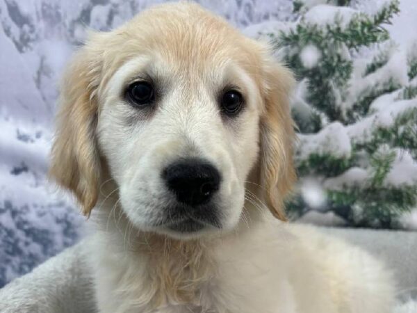 Golden Retriever-DOG-Female-Golden-11460-Petland Robinson, PA