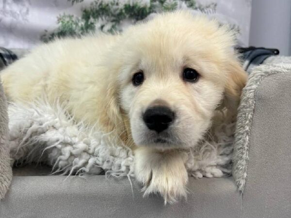 Golden Retriever-DOG-Male-Golden-11458-Petland Robinson, PA