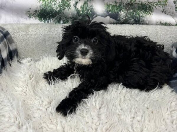 Cavapoo-DOG-Female-Black-11454-Petland Robinson, PA