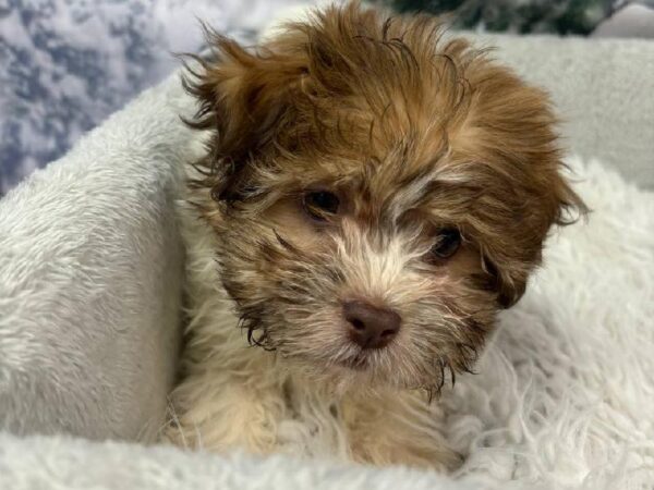 Havanese-Shih Tzu-DOG-Male-Brown / White-11464-Petland Robinson, PA