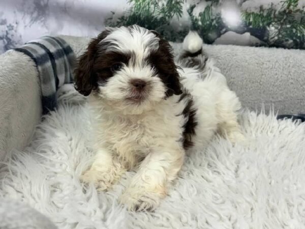 Shipoo-DOG-Female-Chocolate / White-11455-Petland Robinson, Pittsburgh, PA