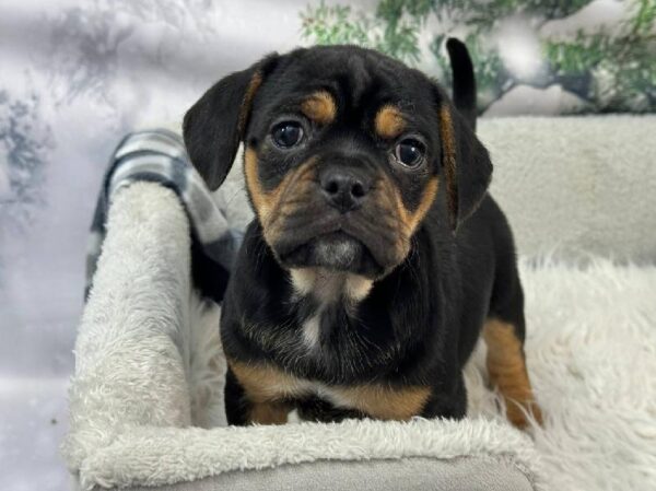 Puggle-DOG-Male-Black Tan and White-11468-Petland Robinson, Pittsburgh, PA
