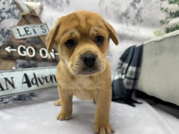 Puggle-DOG-Male-Fawn-11466-Petland Robinson, Pittsburgh, PA