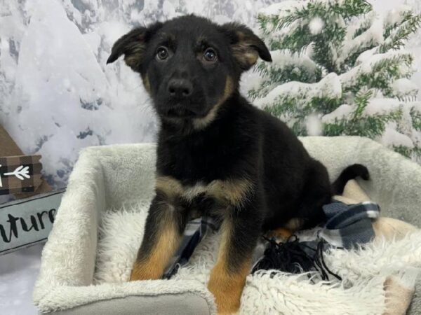 German Shepherd-DOG-Female-Black / Tan-11486-Petland Robinson, PA