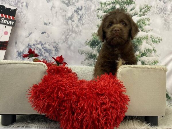 Mini Labradoodle-DOG-Male-Chocolate-11252-Petland Robinson, Pittsburgh, PA