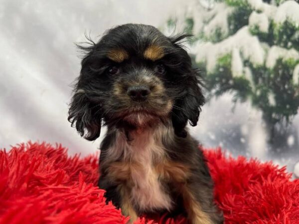 Cocker Spaniel-DOG-Female-Black White / Tan-11300-Petland Robinson, PA