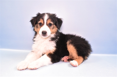 Miniature Australian Shepherd-DOG-Male-Black White and Brown-11305-Petland Robinson, PA