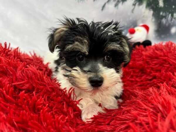 Morkie-DOG-Female-White-11329-Petland Robinson, Pittsburgh, PA