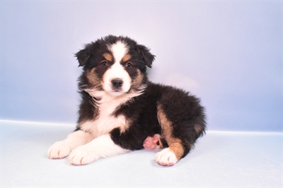 Miniature American Shepherd-DOG-Female-Black White and Tan-11361-Petland Robinson, PA