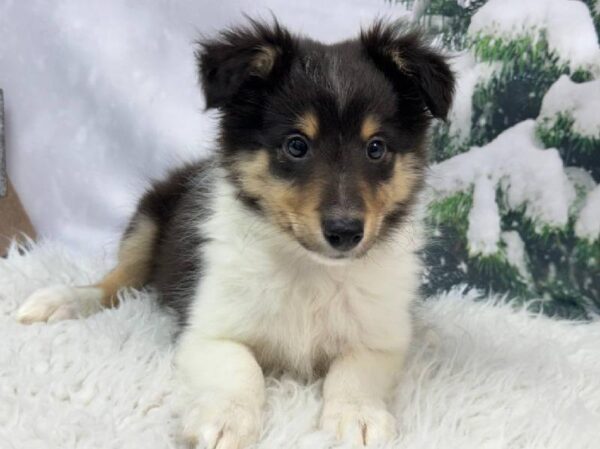 Sheltie-DOG-Male-Black White and Tan-11391-Petland Robinson, Pittsburgh, PA