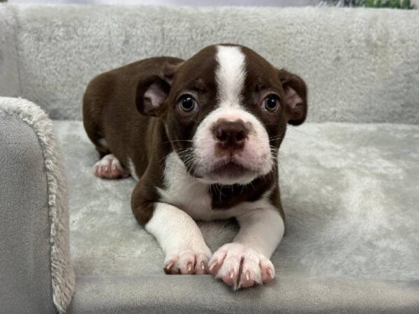 Boston Terrier-DOG-Male-Seal Brindle and White-11382-Petland Robinson, Pittsburgh, PA