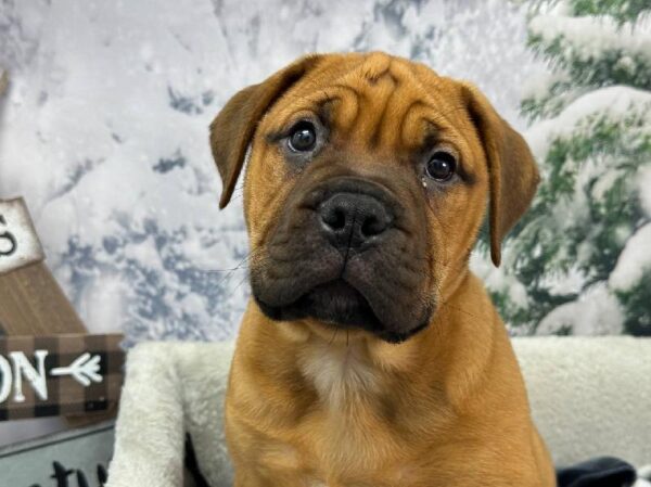 Bullmastiff-DOG-Female-Fawn-11436-Petland Robinson, Pittsburgh, PA