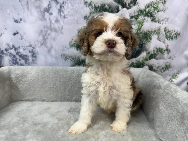 Cockapoo-DOG-Male-Chocolate Merle-11438-Petland Robinson, Pittsburgh, PA