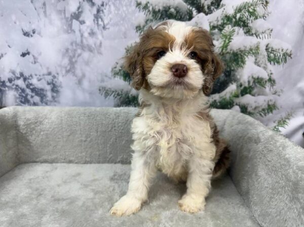 Cockapoo-DOG-Male-Chocolate Merle-11438-Petland Robinson, PA