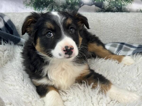 Miniature Australian Shepherd-DOG-Male-Tri-Colored-11447-Petland Robinson, PA