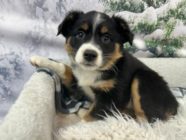 Miniature Australian Shepherd-DOG-Female-Tri-Colored-11448-Petland Robinson, Pittsburgh, PA