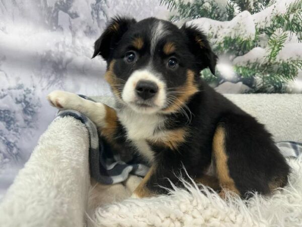 Miniature Australian Shepherd-DOG-Female-Tri-Colored-11448-Petland Robinson, PA