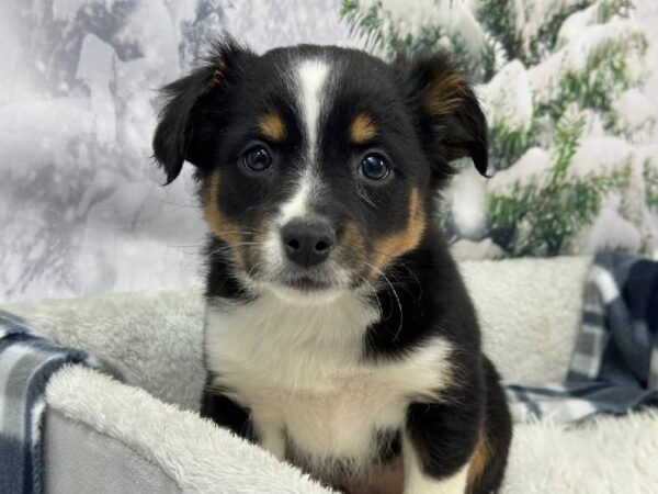 Miniature Australian Shepherd-DOG-Female-Tri-Colored-11449-Petland Robinson, PA