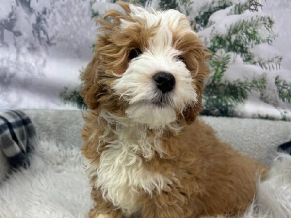 Mini Bernedoodle 2nd Gen-DOG-Male-Apricot-11457-Petland Robinson, Pittsburgh, PA