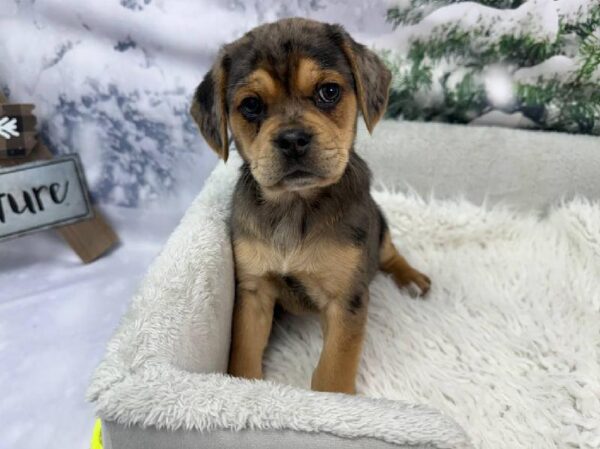 Puggle-DOG-Male-Blue Merle-11465-Petland Robinson, PA