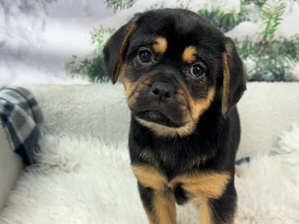 Puggle-DOG-Male-Black and Tan-11467-Petland Robinson, Pittsburgh, PA