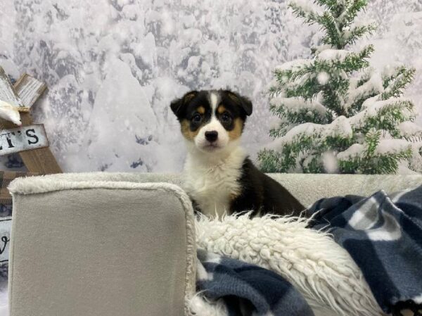 Pembroke Welsh Corgi-DOG-Female-Black and Tan-11471-Petland Robinson, Pittsburgh, PA