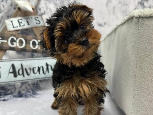 Yorkie-DOG-Male-Black / Tan-11482-Petland Robinson, Pittsburgh, PA