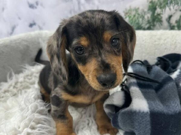 Dachshund-DOG-Male-Black / Tan-11484-Petland Robinson, Pittsburgh, PA