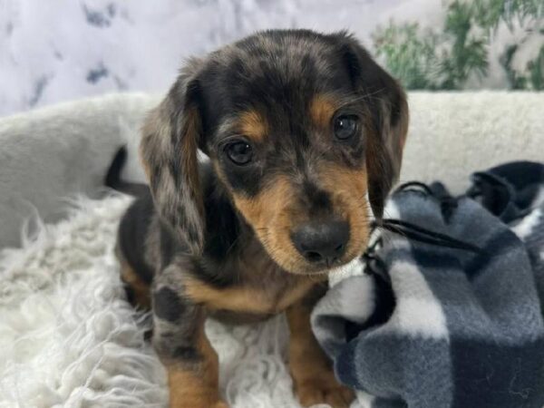 Dachshund-DOG-Male-Black / Tan-11484-Petland Robinson, PA