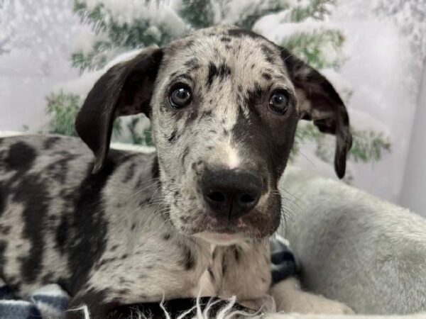 Great Dane-DOG-Female-Blue Merle-11485-Petland Robinson, PA