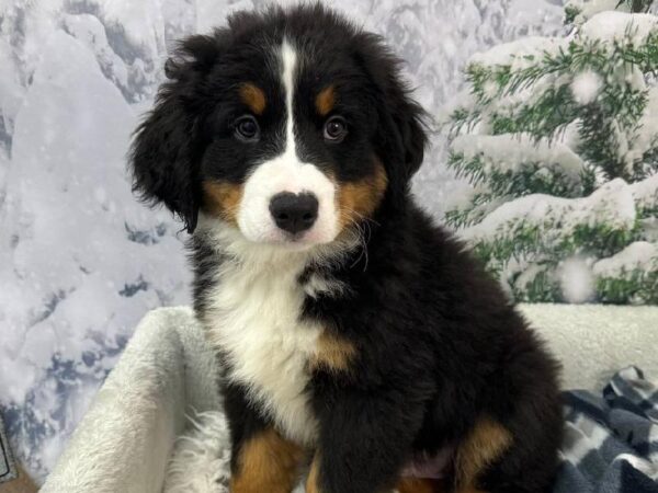 Bernese Mountain Dog-DOG-Male-Tri-Colored-11487-Petland Robinson, Pittsburgh, PA