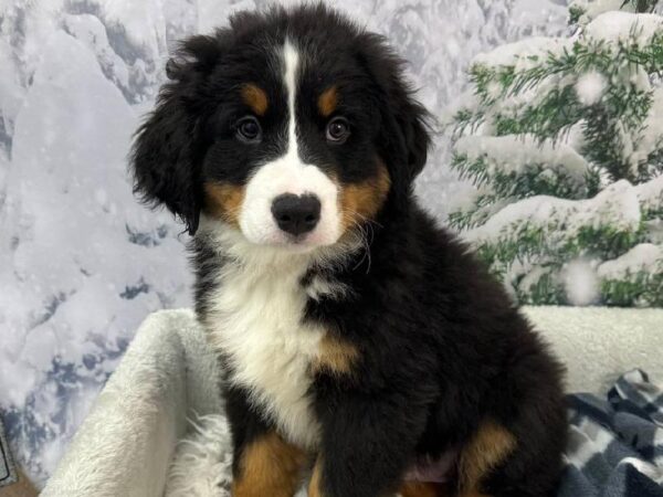 Bernese Mountain Dog-DOG-Male-Tri-Colored-11487-Petland Robinson, PA