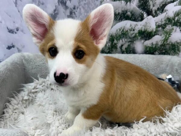 Pembroke Welsh Corgi-DOG-Female-Red / White-11491-Petland Robinson, PA