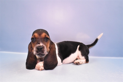 Basset Hound-DOG-Female-Black White and Tan-11502-Petland Robinson, Pittsburgh, PA