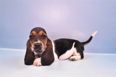 Basset Hound-DOG-Female-Black White and Tan-11502-Petland Robinson, PA