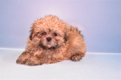 Shih Tzu-DOG-Female-Red-11503-Petland Robinson, Pittsburgh, PA