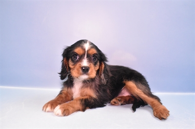 Cavalier King Charles Spaniel-DOG-Female-Black and Tan-11504-Petland Robinson, PA