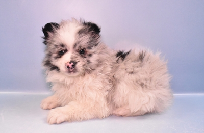 Pomeranian-DOG-Male-Blue Merle and White-11505-Petland Robinson, Pittsburgh, PA