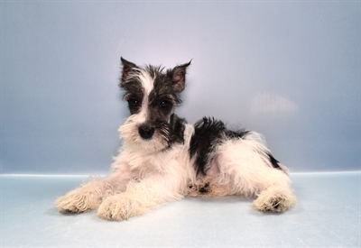 Mini Schnauzer-DOG-Female-Black and Silver-11506-Petland Robinson, Pittsburgh, PA