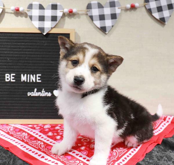 Shiba Inu-DOG-Male-Black White / Tan-11507-Petland Robinson, PA