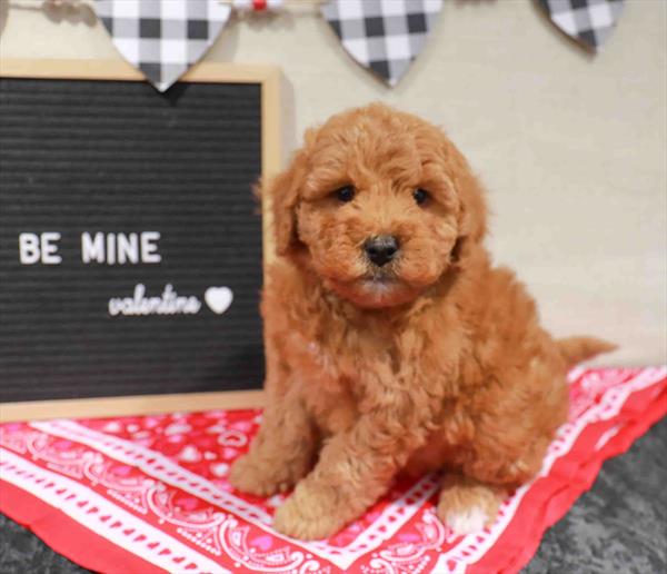 Goldendoodle 2nd Gen.-DOG-Male-Apricot-11508-Petland Robinson, PA