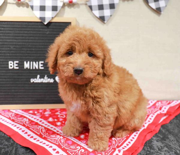 Goldendoodle 2nd Gen.-DOG-Female-Apricot-11509-Petland Robinson, PA