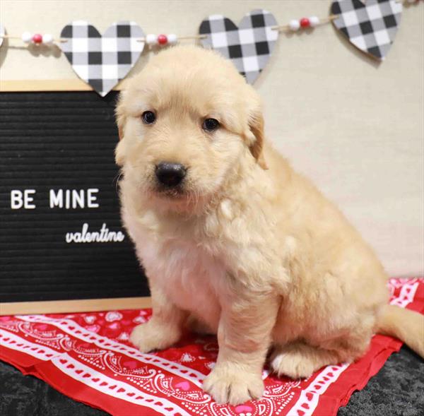 Golden Retriever-DOG-Male-Golden-11510-Petland Robinson, PA