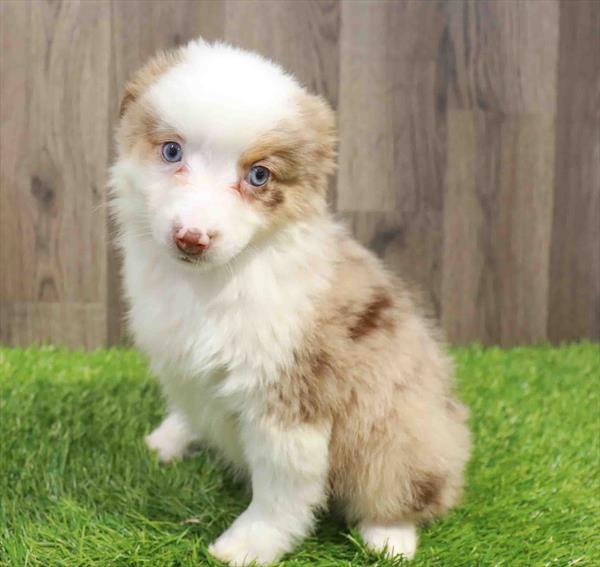 Miniature Australian Shepherd-DOG-Female-Red Merle-11511-Petland Robinson, PA