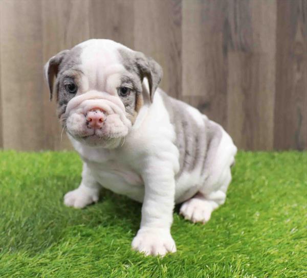 English Bulldog-DOG-Male-Blue Merle-11514-Petland Robinson, PA