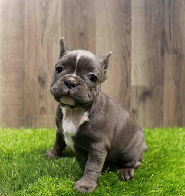 French Bulldog-DOG-Female-Blue-11515-Petland Robinson, Pittsburgh, PA