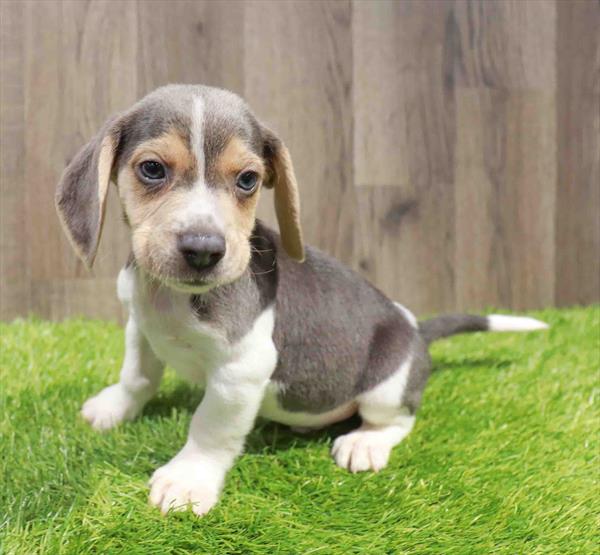 Beagle-DOG-Male-Blue Tan / White-11531-Petland Robinson, PA