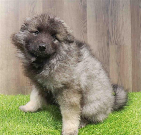 Keeshond-DOG-Female-Silver / Black-11532-Petland Robinson, Pittsburgh, PA