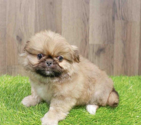 Pekingese-DOG-Female-Tan / White-11533-Petland Robinson, Pittsburgh, PA