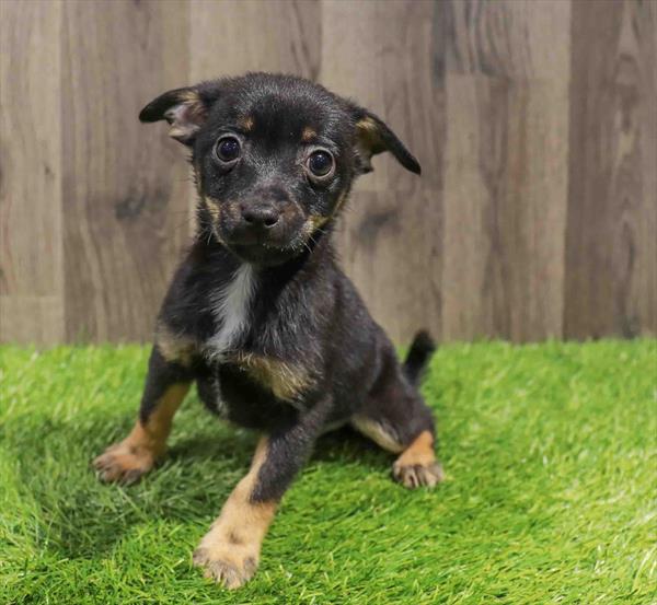 Chihuahua-DOG-Male-Black / Tan-11534-Petland Robinson, Pittsburgh, PA